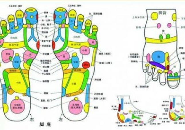 观察足部可以从中了解全身器官健康状况